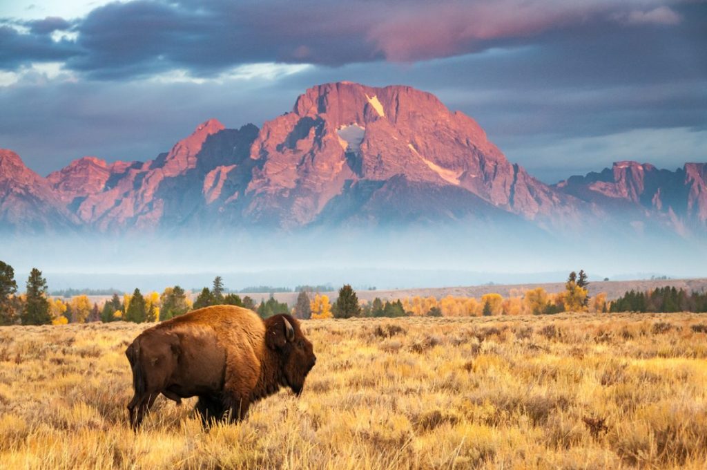 Balayı Jackson Hole